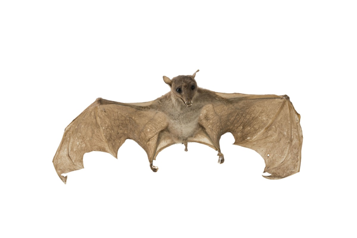 Stuffed bat, undated.
