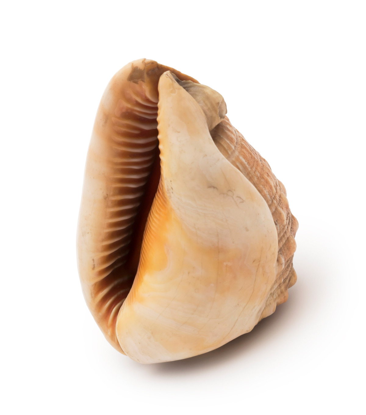 Bull Mouth Helmet Cypraecassis rufa, Collection Werkbundarchiv – Museum der Dinge, Photo: Armin Herrmann